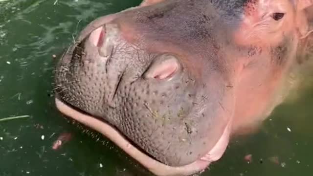 A hippopotamus