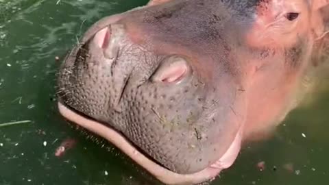 A hippopotamus