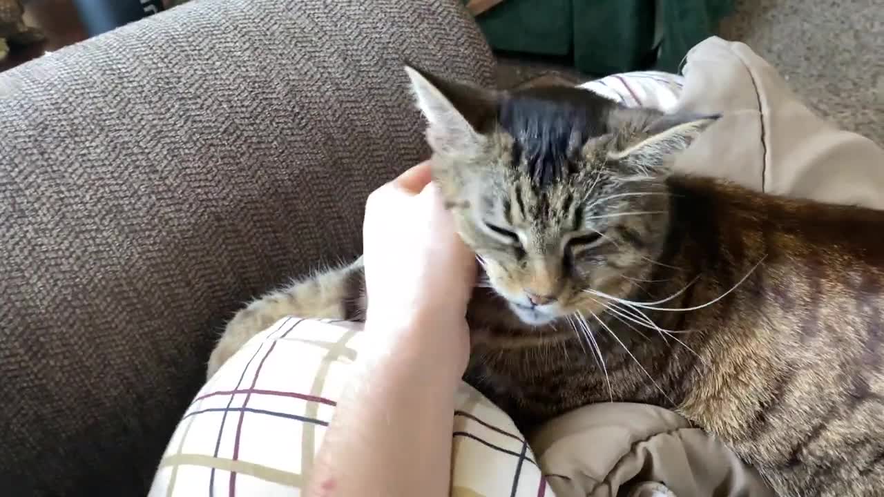 Cute Tabby Cat Purring