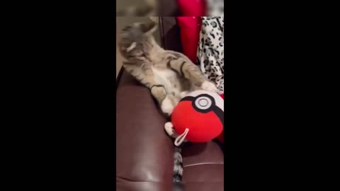 Funny animals - Funny cats _ dogs - Funny animal videos 2023