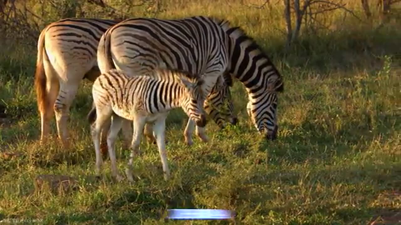 ANIMAL_WORLD_8K_ULTRA_HD_-_Amazing_Wildlife