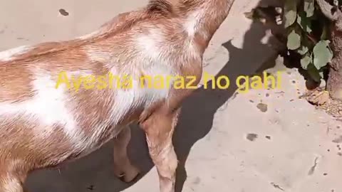 Goat baby