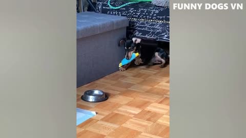 Funny animals
