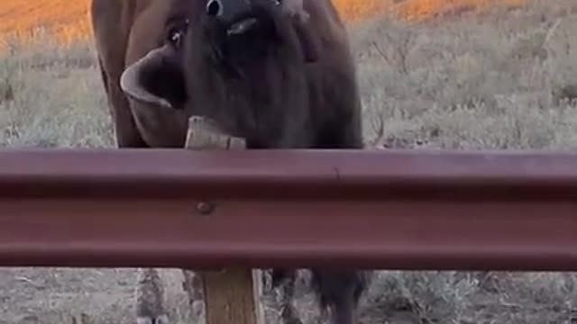 Bison Got An Itch