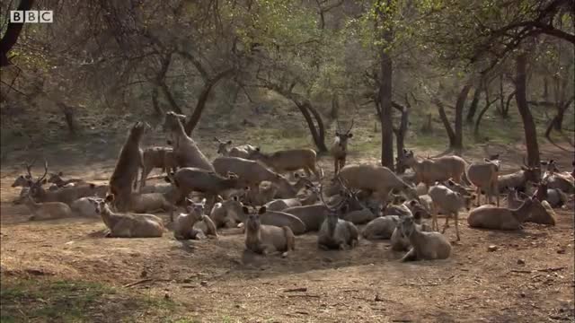 Tiger Hunts Lone Baby Deer - BBC Earth_Cut