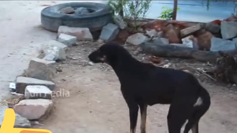 Dog funny video