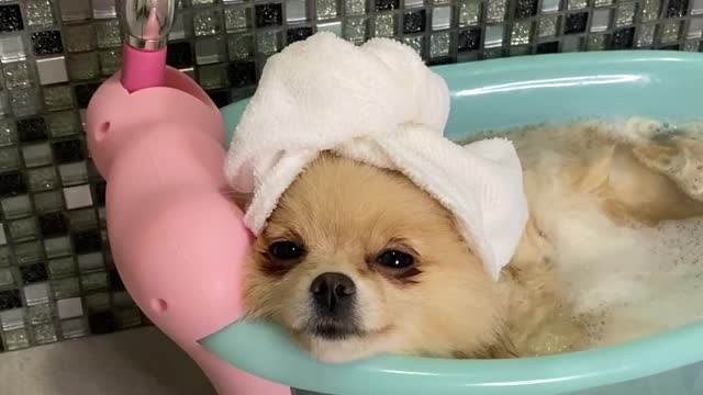 Pampered Pomeranian Enjoys Luxurious Spa Day