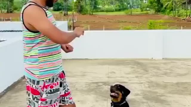 Rottweiler dog training video