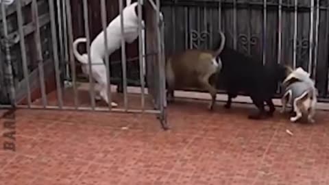 Dog,really dog , special dog, super,mind blowing, dog home