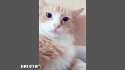 FUNNY CAT MEME | LAUGH SO HARD |😂 Lol