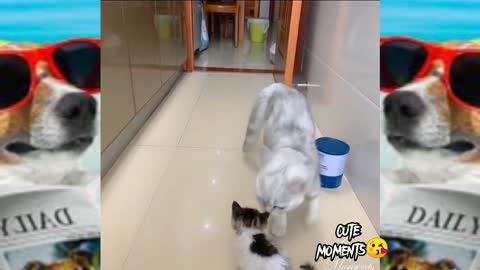 Cute 🐱 playing with mommy FULL HD