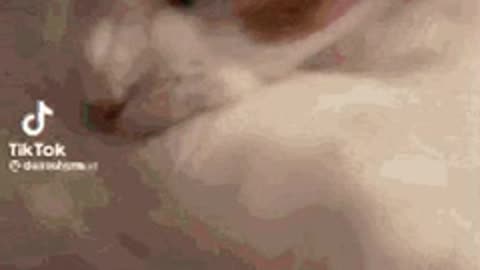 Cute Cat Gif