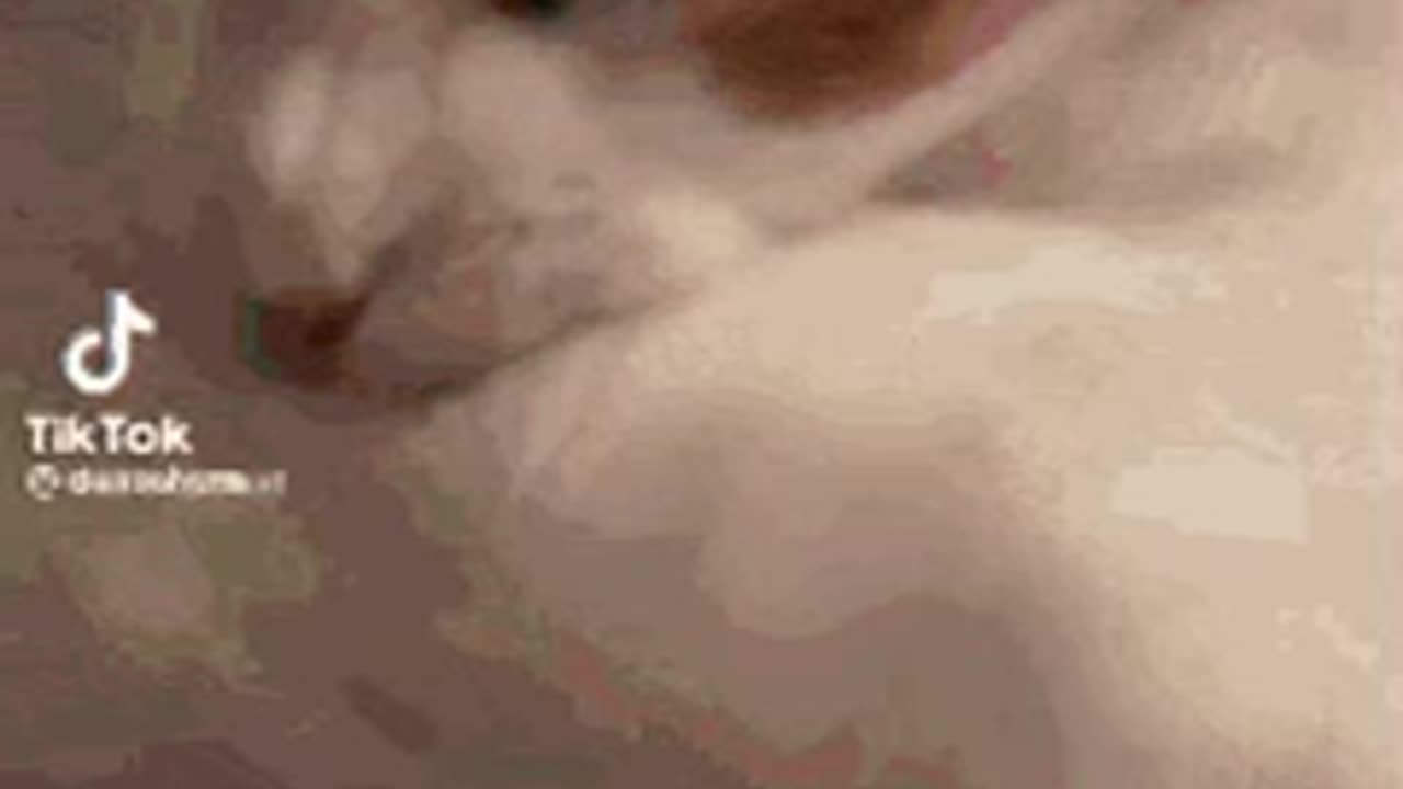 Cute Cat Gif