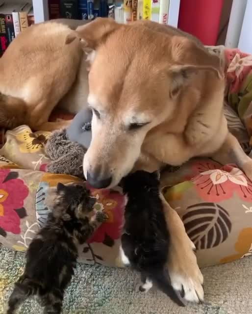 Funny dog vs cat