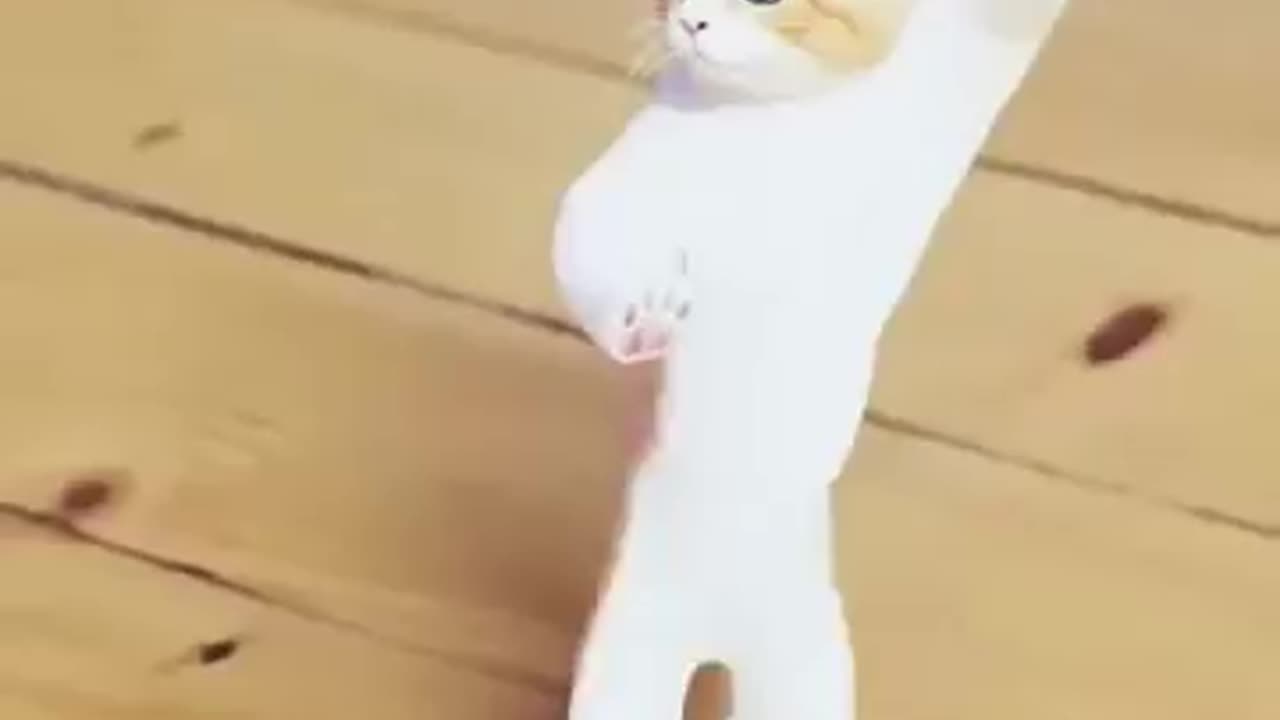 amazing cat cute funny