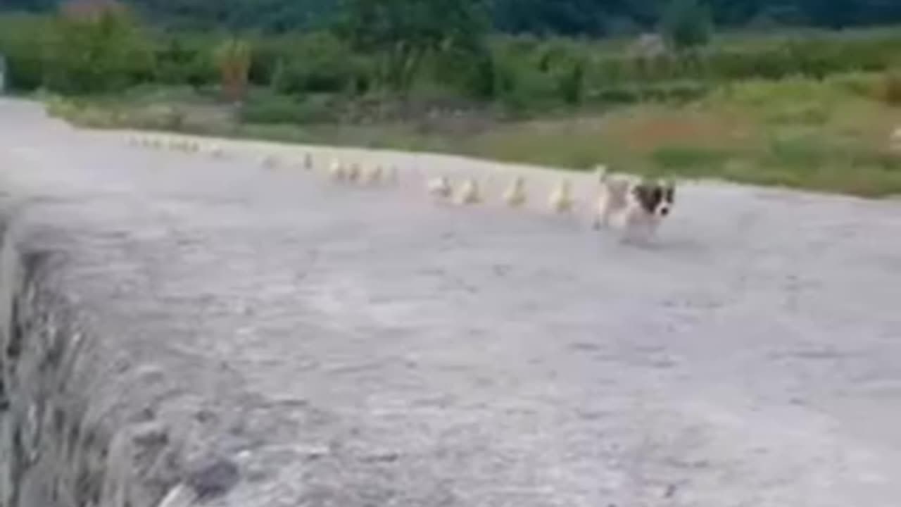 Funny cat videos for entertainment 🤣