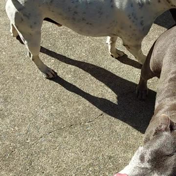 Tp and Chevy the dogs