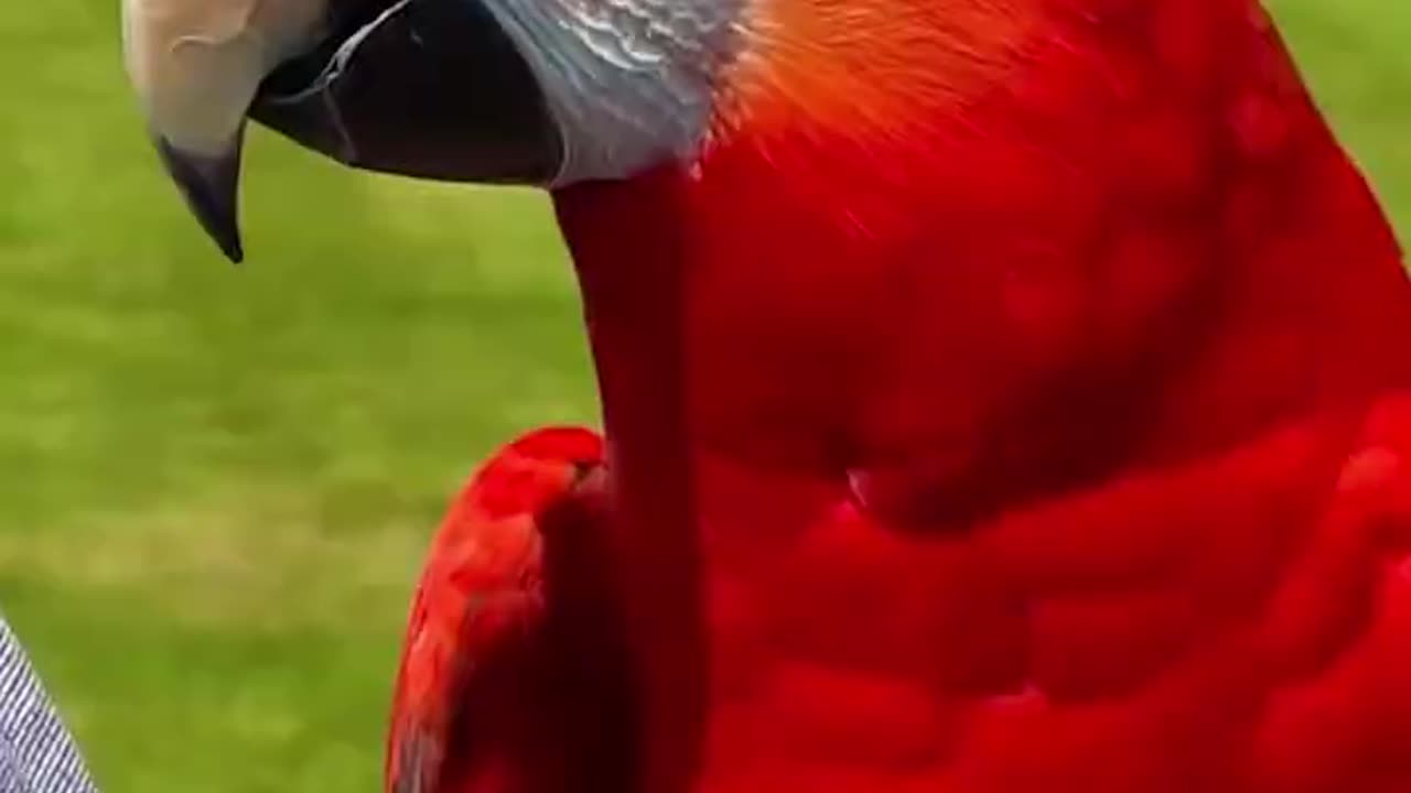 world's first talking bird ? see in this video 😱 Caught On Camera