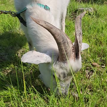 Flock it Farm:Goat eating grass