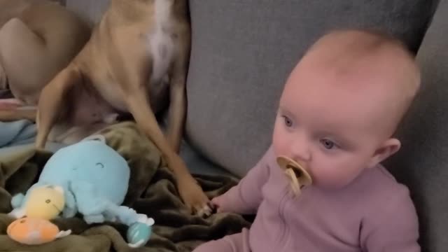 Dog and Baby Touching Paw and Hands During Movie