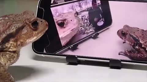 Best Funny Animals - cute animals videos