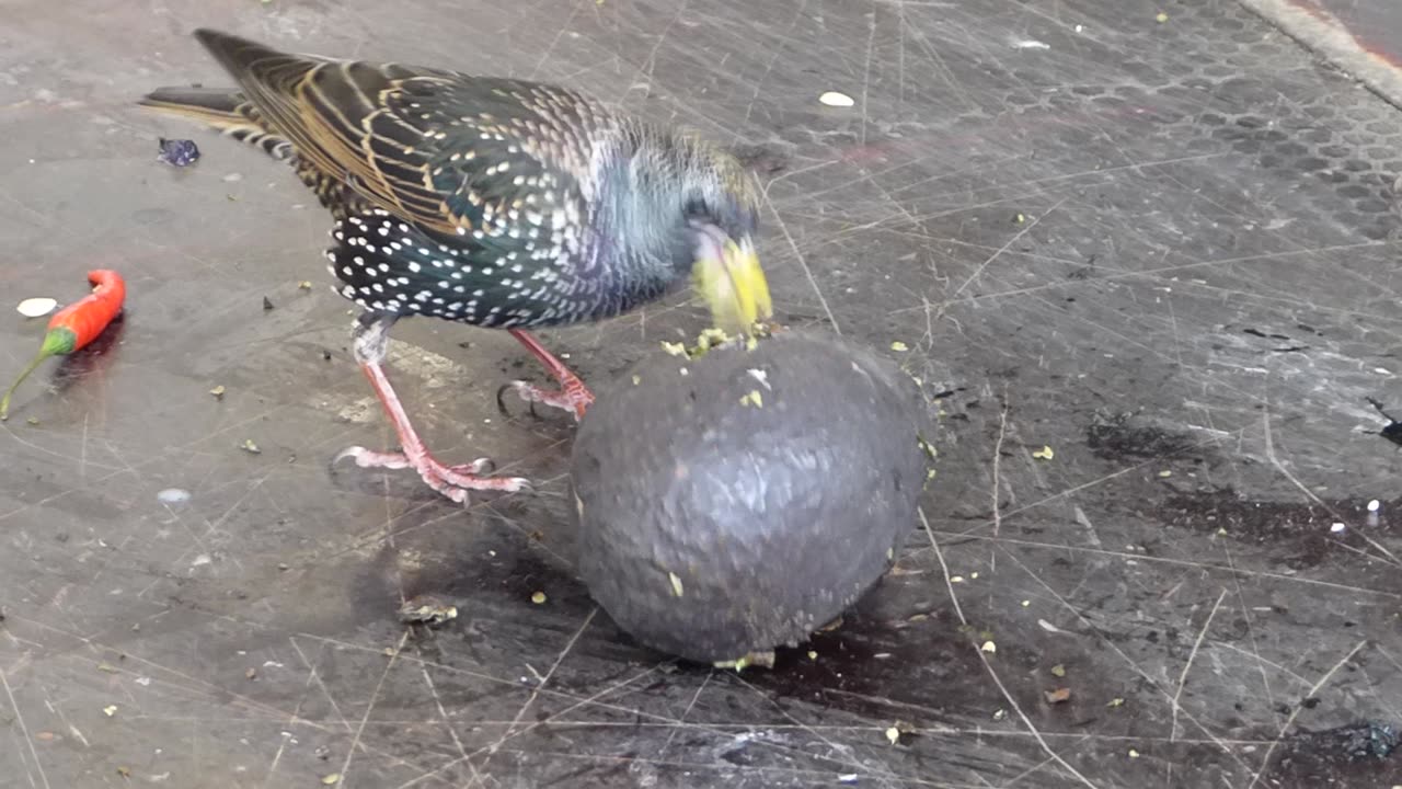 Birds fierce competition for food