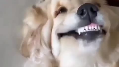 Dog Laughter