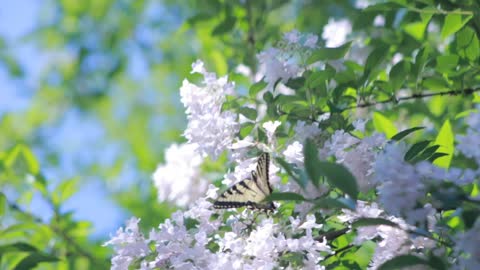 Beautiful Flawers and Relaxing music