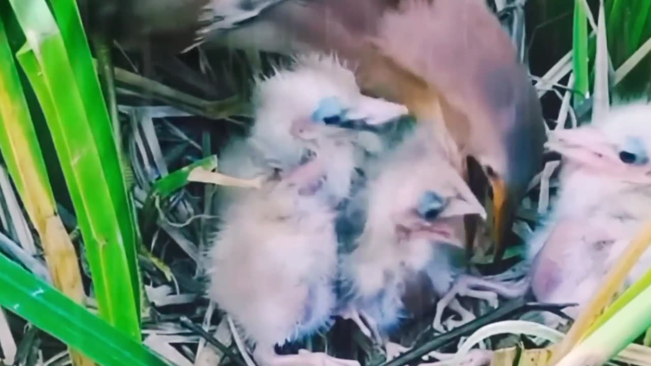 A happy family of chestnut reeds