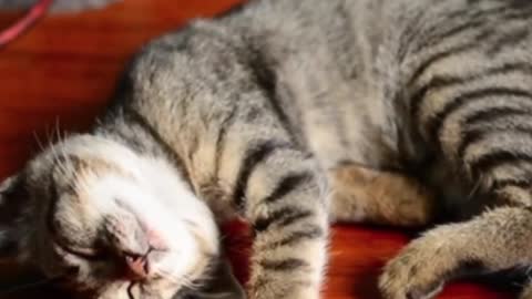 😼🥰Cute cat😼 funny video😍🥰