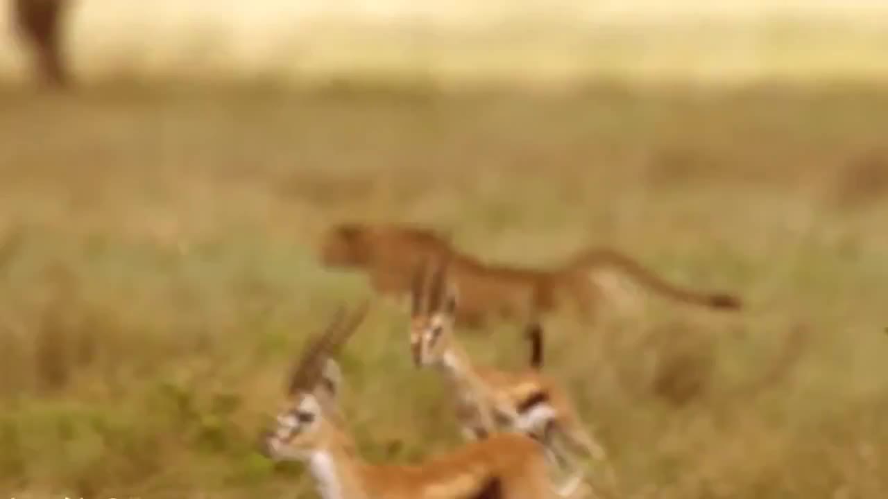 WORLD’S FASTEST ANIMALS FAIL! Grant’s Gazzele Take Down Cheetah With Horns, Lion Hunt Imapala Fail-9