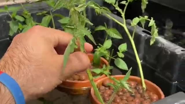 Gold fish in aquaponics