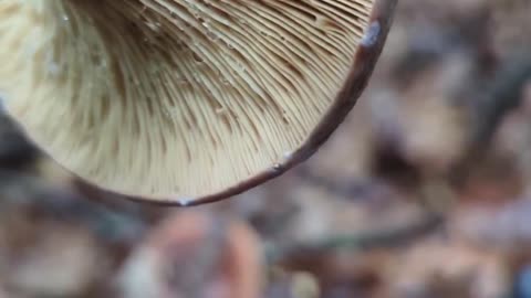 Corrugated Milkcap mushroom cooking caveats