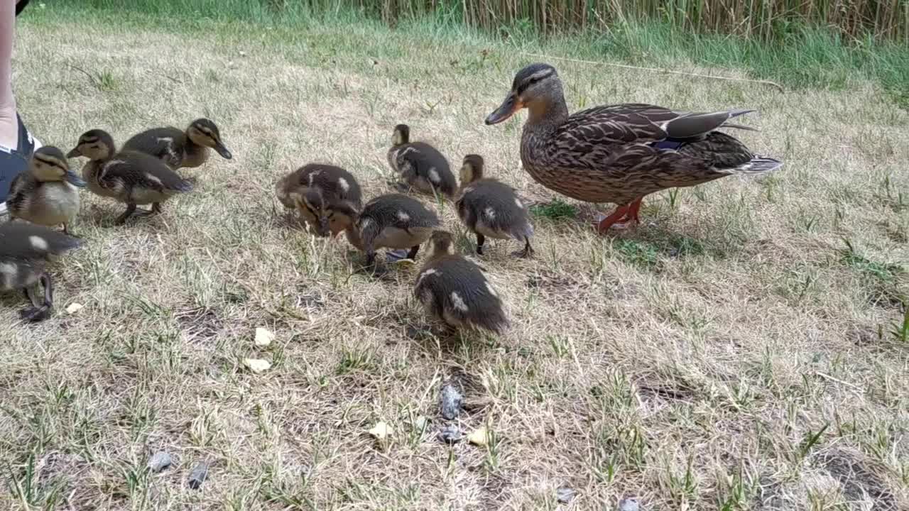 Feast of the ducklings, feeding ducks