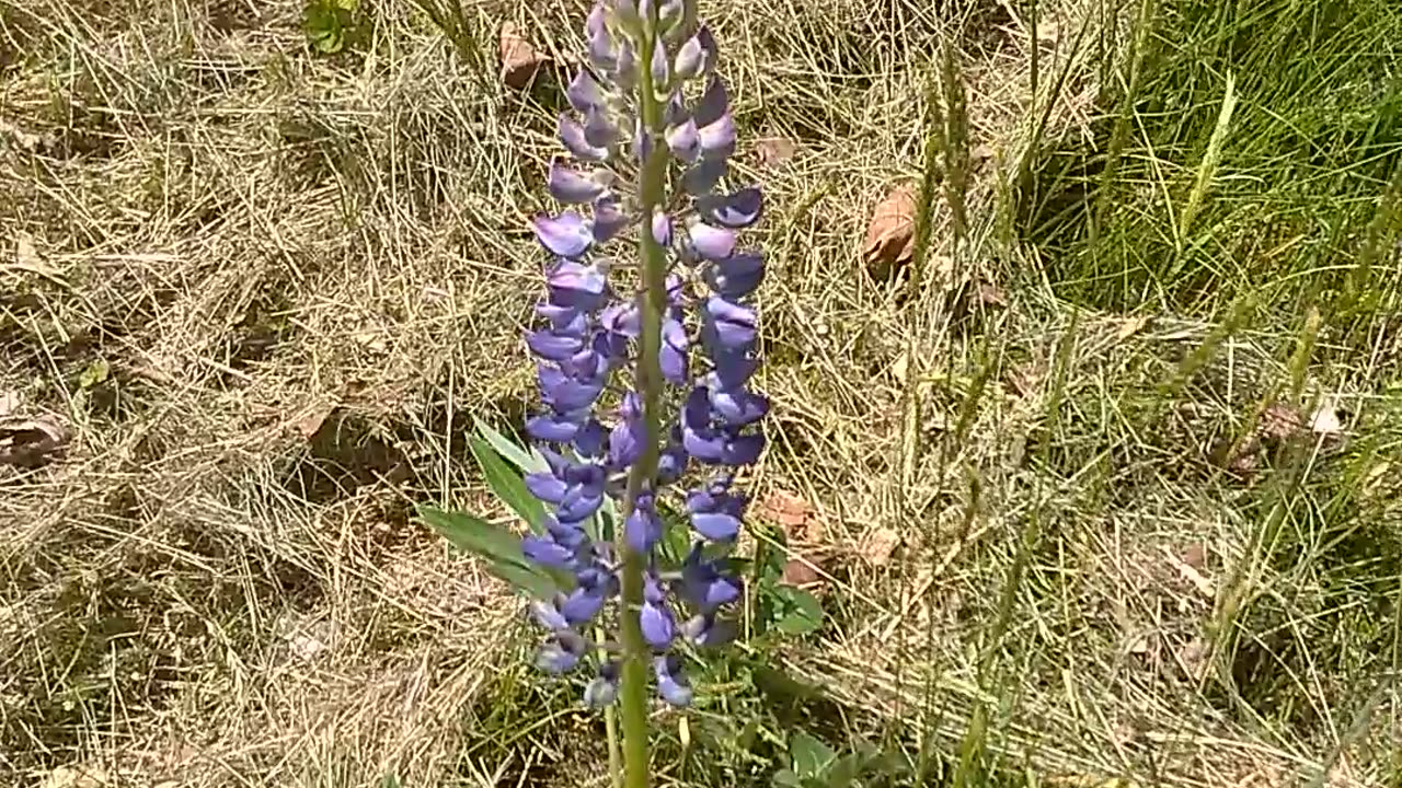 Lupine