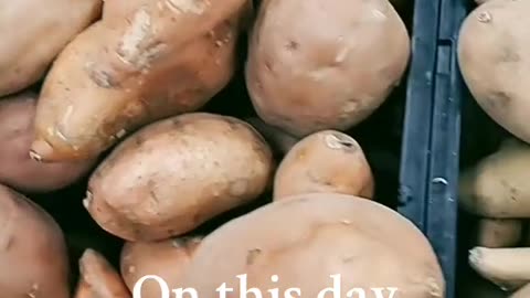 Potato song