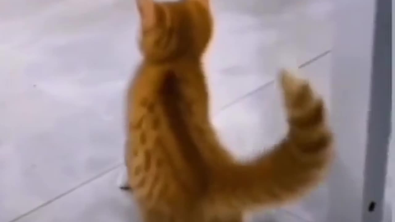 This cat is Michael Jackson😂