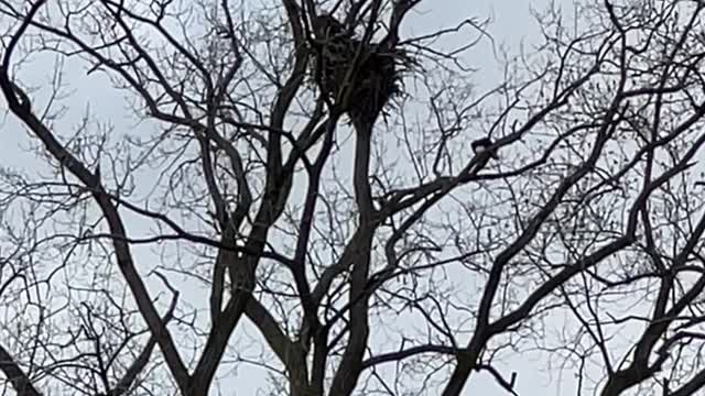 Bald Eagle nest 4-6-2022