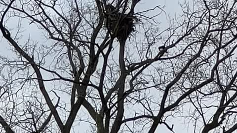 Bald Eagle nest 4-6-2022