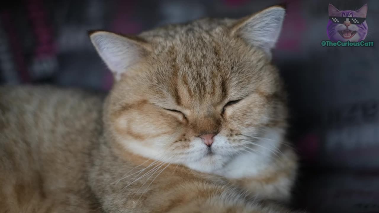 Do You Want Your Cat to Live Many Years? You NEED to Know THESE 10 THINGS!