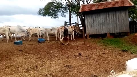 Opção BATATA para comida de vaca! $$$$