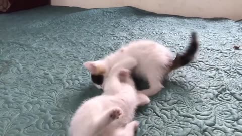 cute cats love and fight