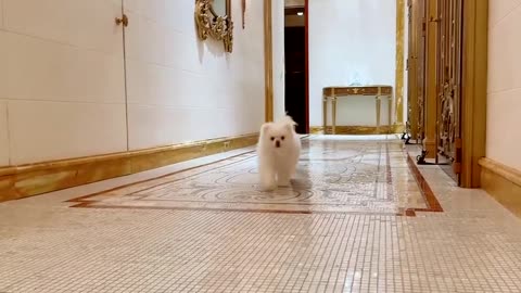 20211117文贵先生GETTR²：刚刚理完发的SNOW 欢迎七哥回家……