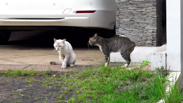 funny cats quarrel with each other