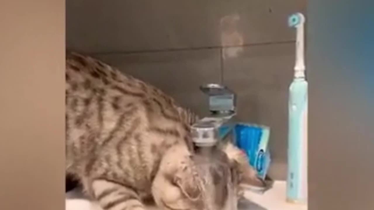 Funny Animal Video
