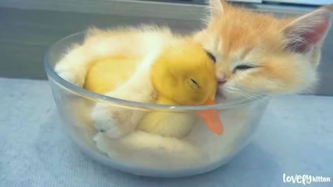 Kitten hugged little duck tightly, because he afraid that she'll leave