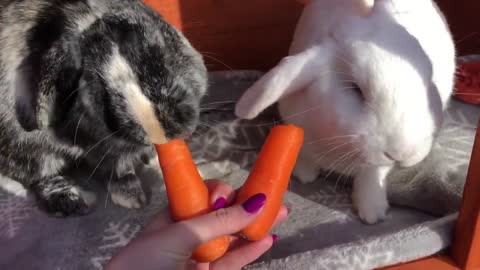 ASMR Rabbits Eating Carrots! satisfying sounds