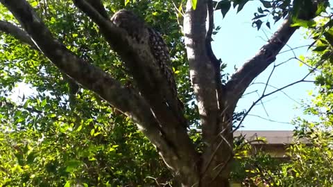 Tawny Frogmouth