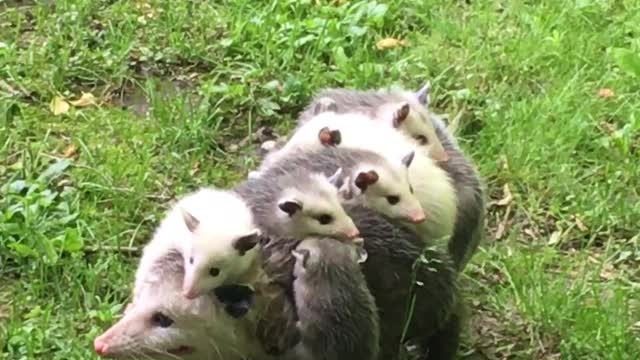 Baby Possums Go For a Ride