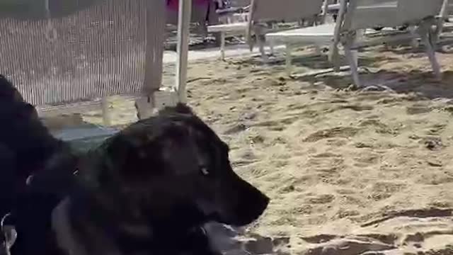 Dog in the beach